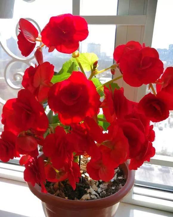 4种花好看但是“难养”,老手不敢养,新手养不好,别轻易入坑