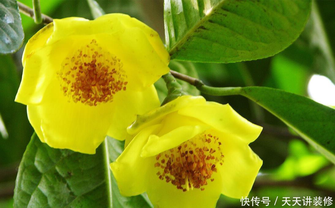 家中若有带院子的房子,建议栽种3种观赏树,小投入,大收获