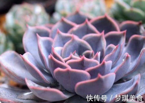 妙招|多肉猎户座怎么养更艳丽教你3个小妙招,养出最美的猎户座