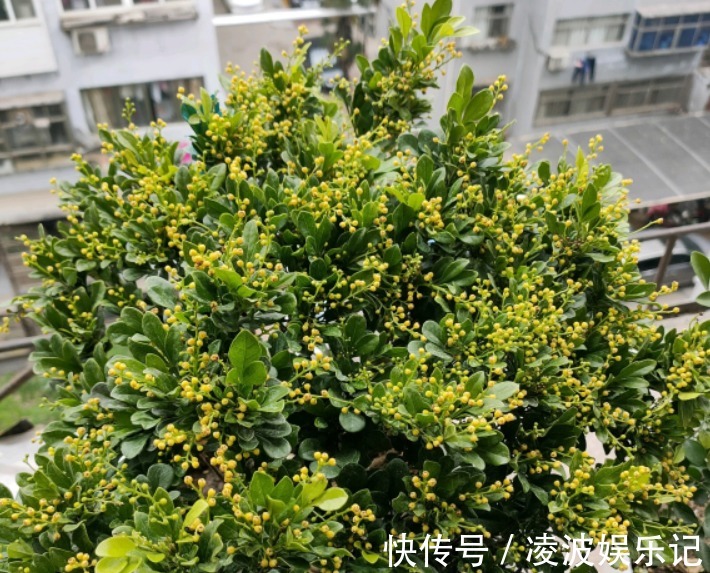 枝条|常见的三种花，夏季一定要“暴晒”，光照越强，花量越大