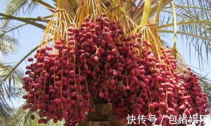 防癌抗癌|女性晚上当零食吃一把，一个月下来，肠胃更健康，气色更红润