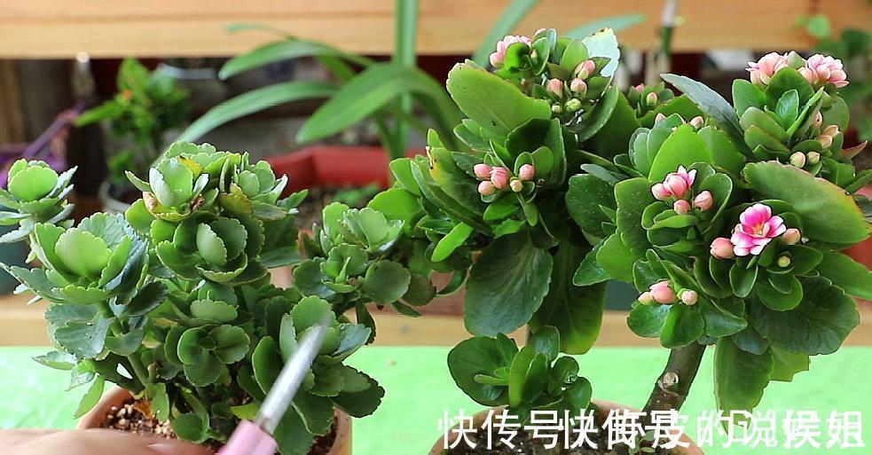 根系|寿命长的“3种花”,最喜欢用小盆栽种,盆越“小”长得越好