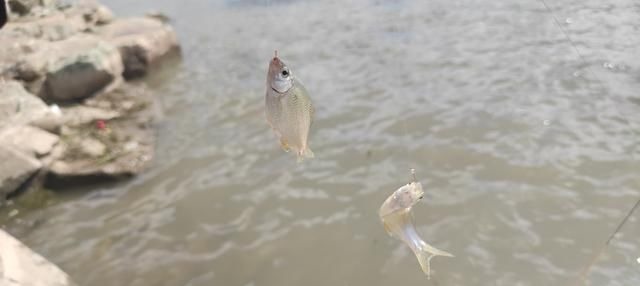 大鲫鱼的“哭泣”躲在河中心都没用,最终沦为钓鱼人的盘中餐?