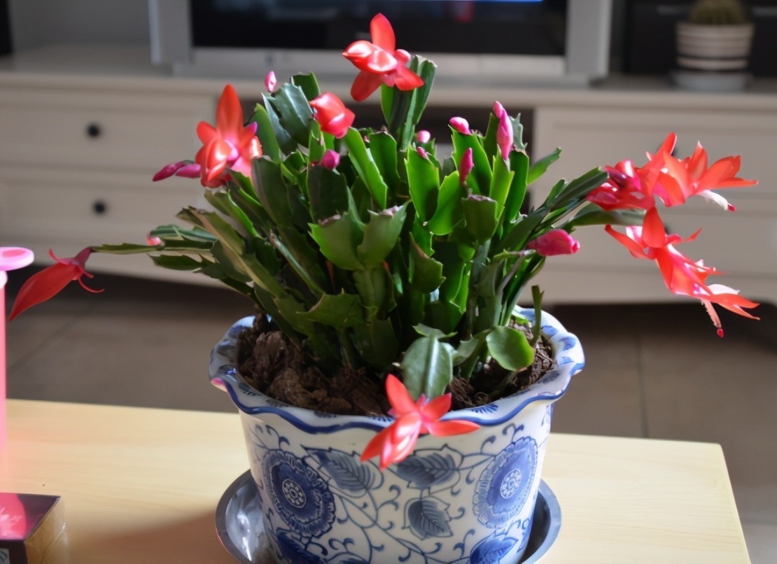 蟹爪兰夏季要“休眠”,三件事不能做,不然叶子打蔫,严重会烂根