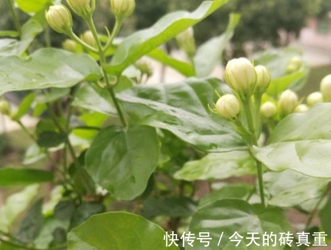 茉莉花黄叶怎么办,找准原因简单一步,叶片绿油油