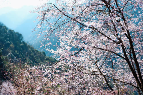 杭州私藏的小众赏樱胜地，山间的野樱花让人沉醉，你去过了吗？