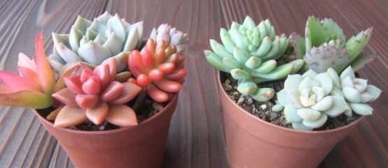 夏天给多肉浇水,知道几个养护小妙招,随便养出白胖子