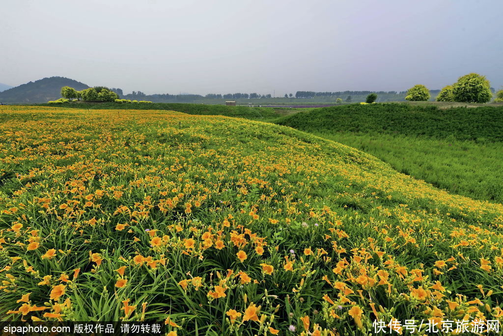 昌平七孔桥花海6月26日至6月27日临时闭园 粉紫色