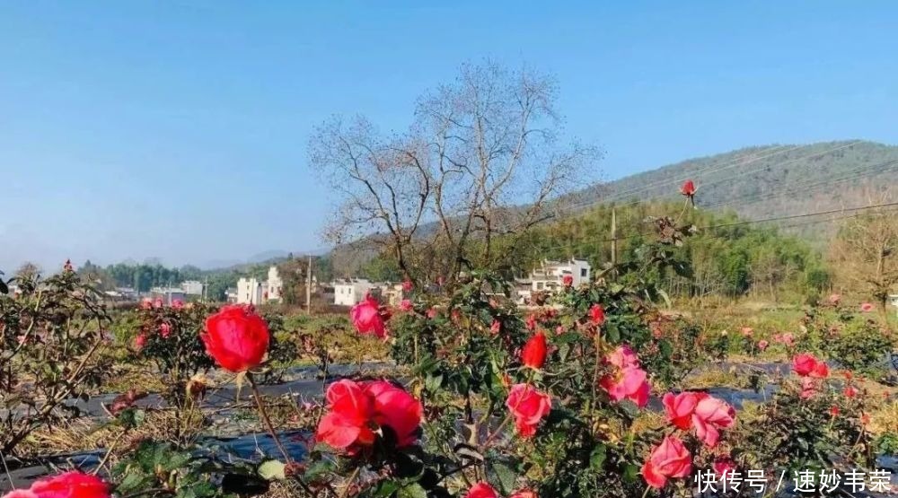 春游黟县丨最美赏花游攻略