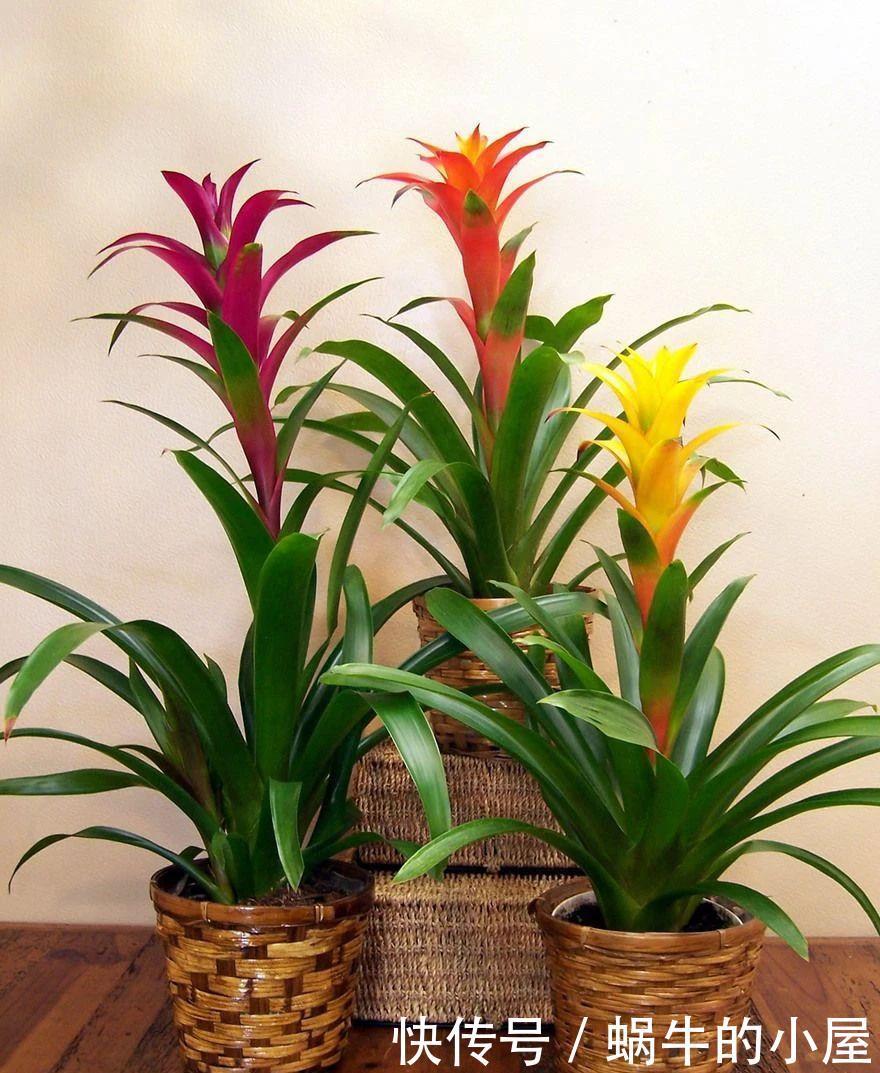 不同环境适合养的盆栽花卉，选合适自己的开花植物很重要