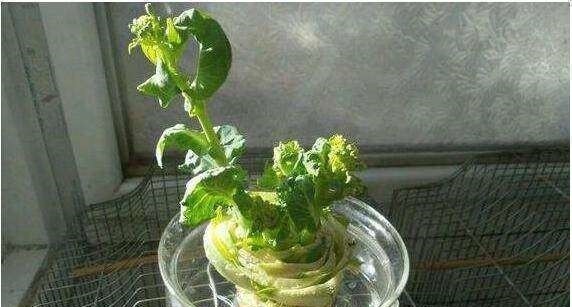 菜叶|5种蔬菜吃完可别扔,菜叶放水里可再生,几乎不用管,还可当盆栽