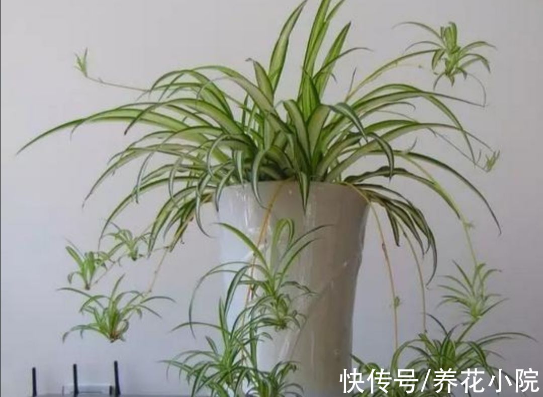 天冷了没花看,不如养6种漂亮“绿植”,美观大方还有益健康
