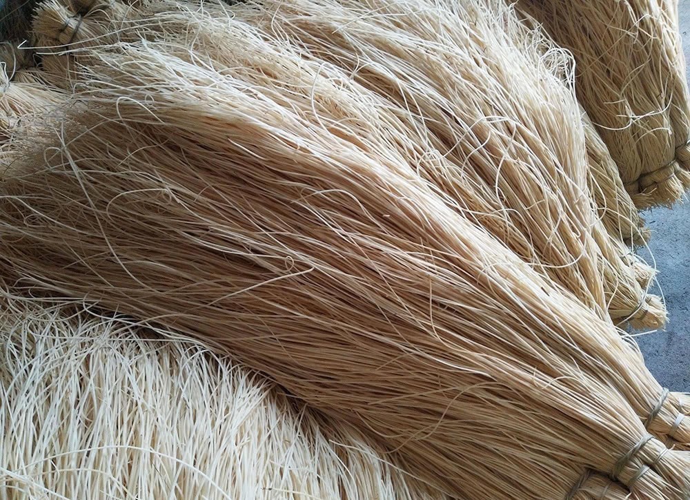 农村水边一种野草,过去用它做蜡烛芯,如今当药材种植百元一斤