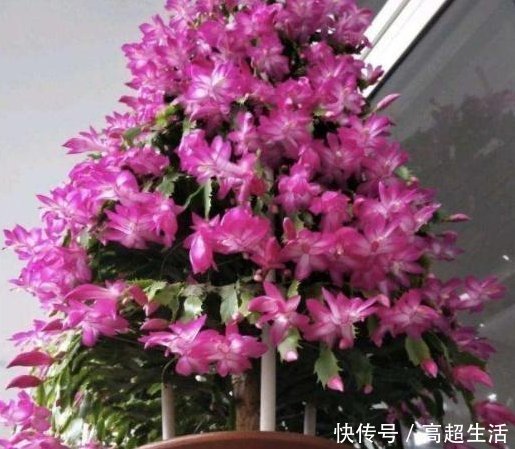 生活环境|养蟹爪兰,盆中插几根木棒,蹭蹭长到爆,花开不断,开成瀑布