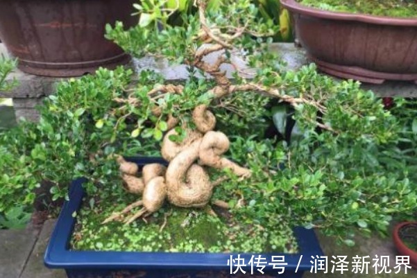 玉树|养花不如“养树”，客厅养上这三种，没想到聚财又养人