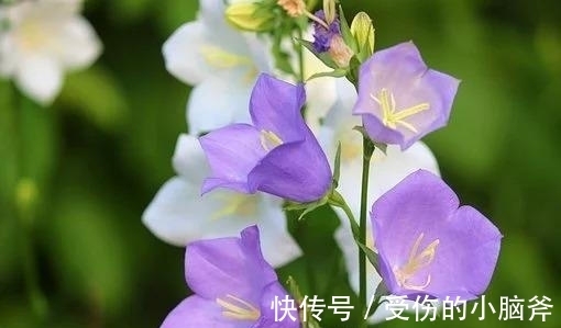 阳台上|7天后，错过旧爱，失去灵魂，主动求和，相拥旧爱，甜蜜复合