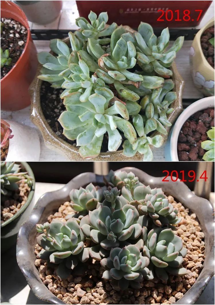 每次的剁手都是忍无可忍,无需再忍!买买买!静待肉美!