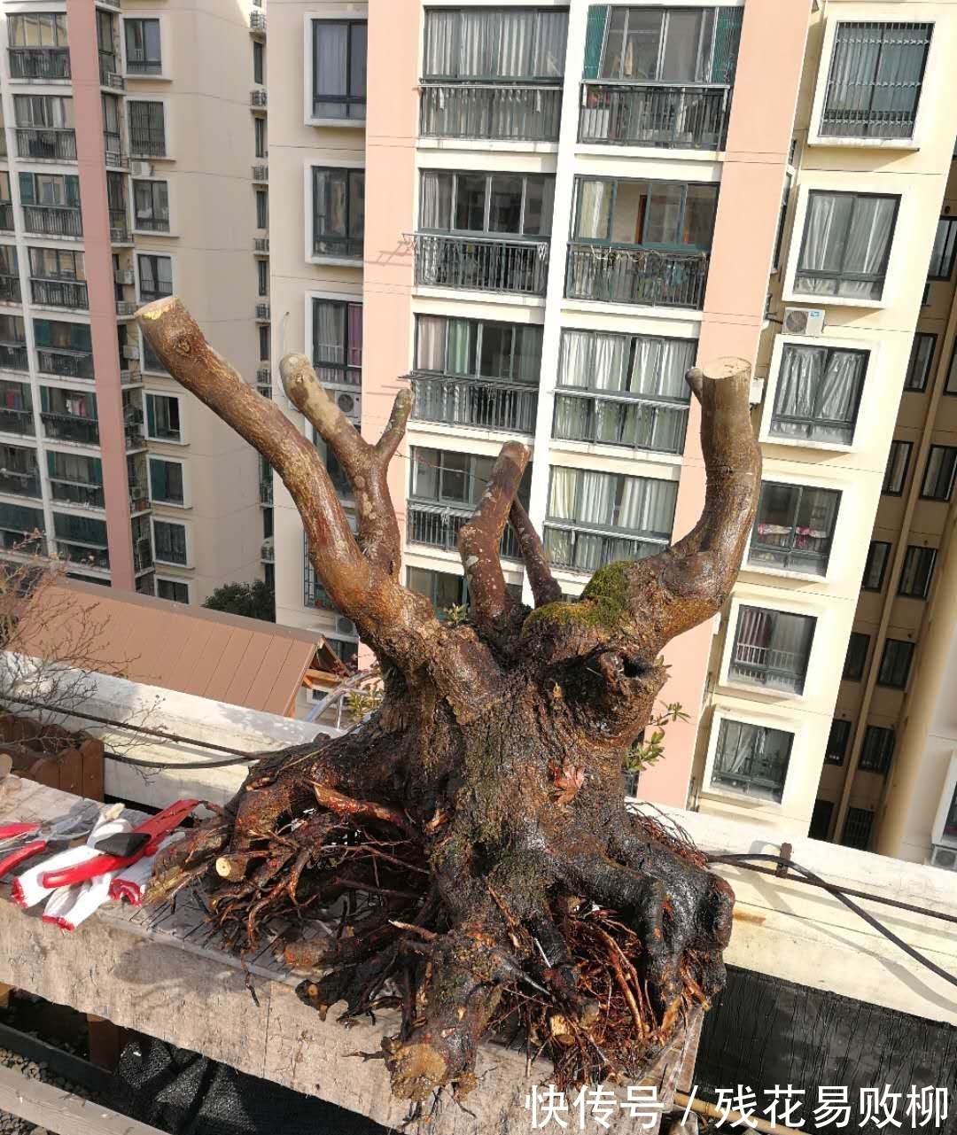 树型|要想盆景后期造型好,前期审桩很重要