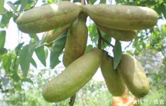 野果|在农村发现这种野果,香甜可口,从来没有见过,有人知道是什么吗