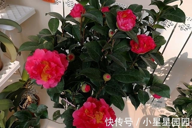 它是“茶花之王”,比牡丹还美三分,香味扑鼻,零下15度也冻不死