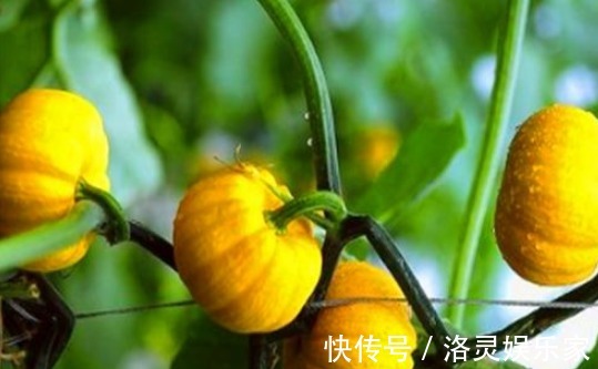 南瓜|女性想要皮肤好 ,推荐4种食物,排出毒素,补血益气,延缓衰老