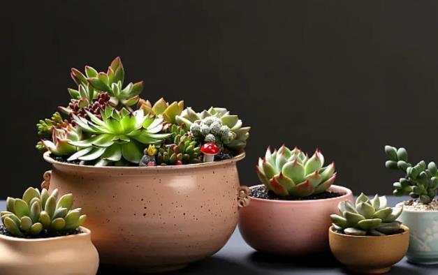 早春养多肉最忌做5件事,以防给肉肉带来冻伤烂根的现象