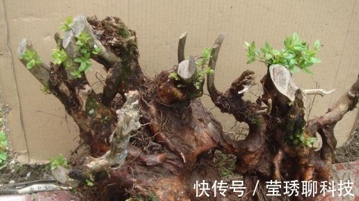 风吹石|公公山上捡了个老树桩,养了几年长成盆景,邻居看见想高价收购!