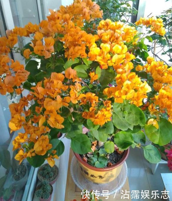 家里的盆栽花期不开花、还枯死了,是啥原因答案在这里