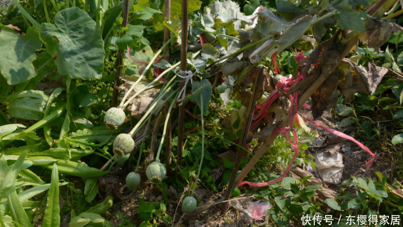 养花得遵守“规则”,知道哪些“底线”不能踩,什么花不能栽?