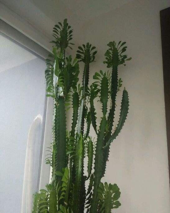 家里养这4种植物,旺财镇宅,净化空气又好看,养一盆特别值