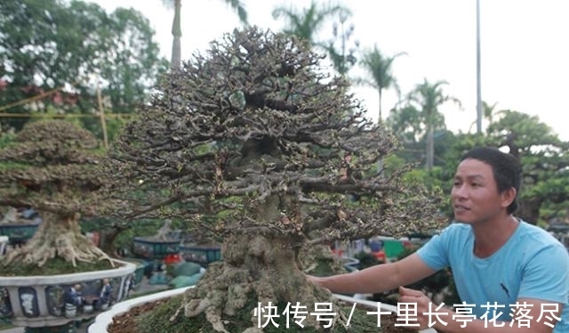 男子出售家中几代人培育的盆景树，要价153万希望找到好买家