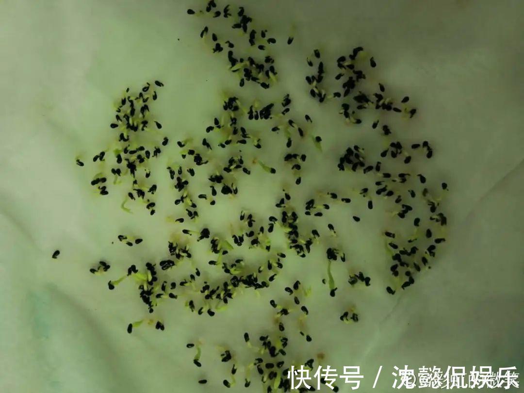 枝条|大粗杆插土里,7天生根,当年结果压弯枝,不用买水果了!