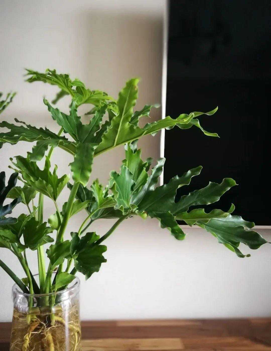 鸭掌木|15种大型绿植,净化空气除异味,摆客厅太气派!