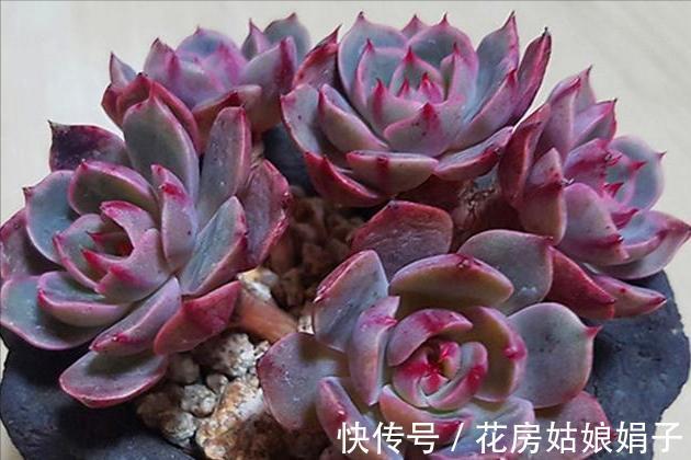 养多肉不爆“头”?“掰叶法”来帮忙,叶片掰一掰,叶下长满新头