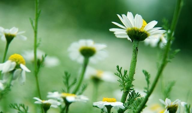 白居易一首脍炙人口的千古绝诗,道尽离别的滋味,令人感伤不已