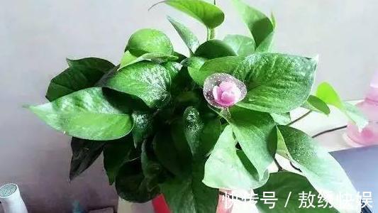 土壤贫瘠、结块,该怎么改善用上这“2种药”,养花没压力