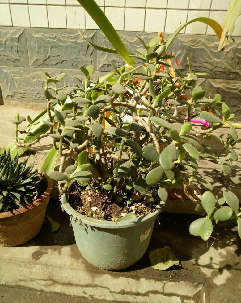 玉树修剪“3个重点”,养成百年大老树,全靠这一剪,越剪越值钱