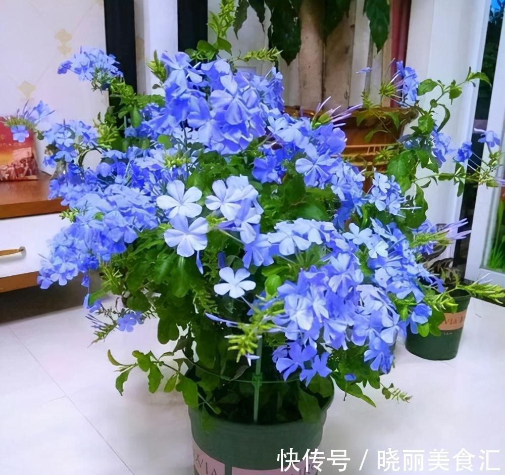 10种花“冷天”长得慢,“穷养”多晒更健壮,不然易烂根,难过冬