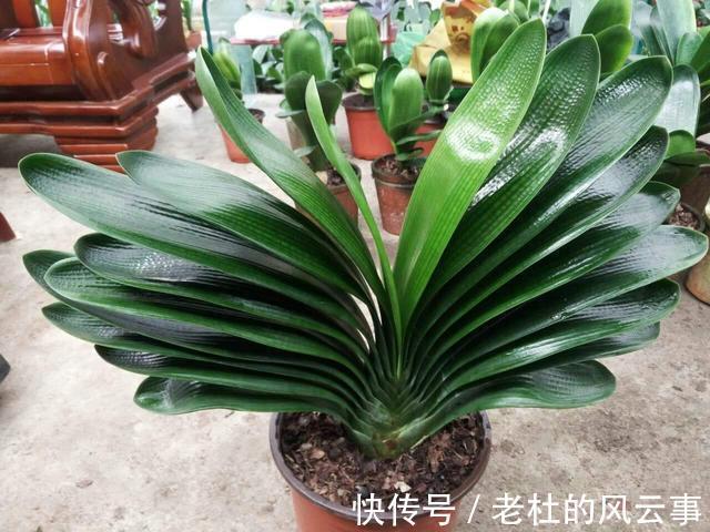 君子兰还不开花现在“虐一虐”,春节“乖乖”开花,吉祥又喜庆