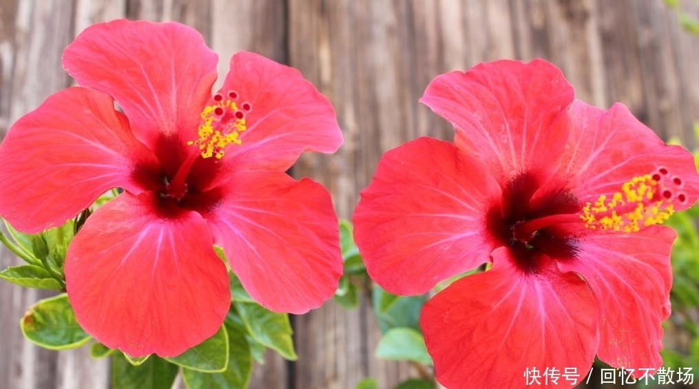 为了一盆花，家人关系彻底破裂，花有什么错？