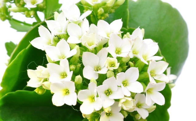 长寿花秋天怎么浇水学会一招，让长寿花秋天一样爆盆