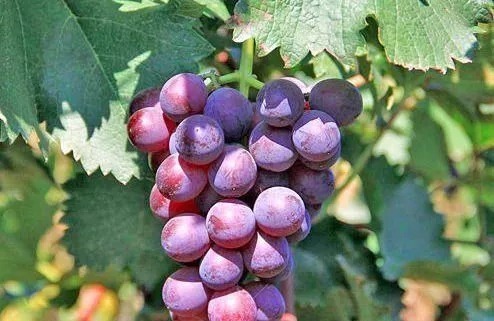 增強(qiáng)體質(zhì)|好食物吃出好身體，常吃3種食物