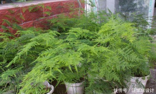 细节|文竹养护“小窍门”,几个细节做到位,叶子不黄不干,油绿爆盆