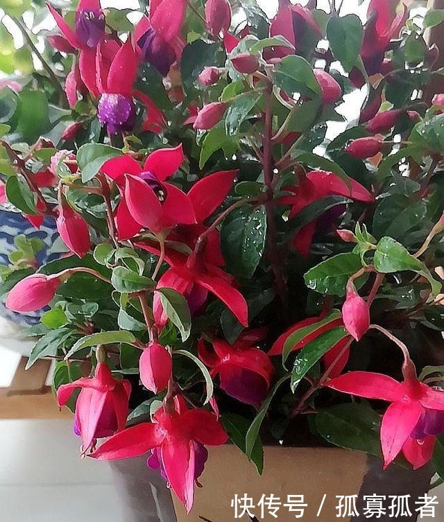 3种花好看“颜值”高,但是能养好的花友不多!