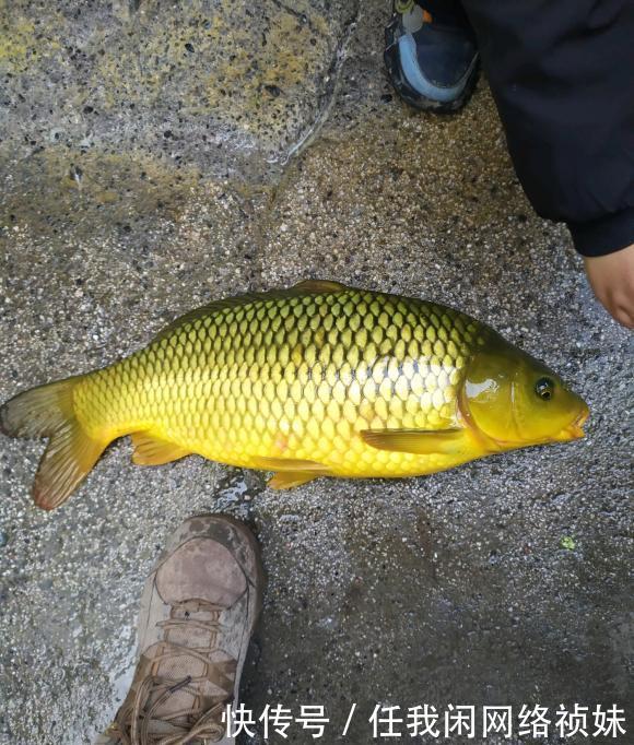 天津河道边,有人用“高科技”频频钓大鱼,当街售卖150一条