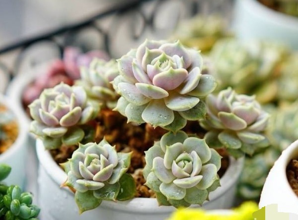 多肉|多肉植物叶片变薄怎么办教你3个小妙招,叶片肥厚,晶莹剔透