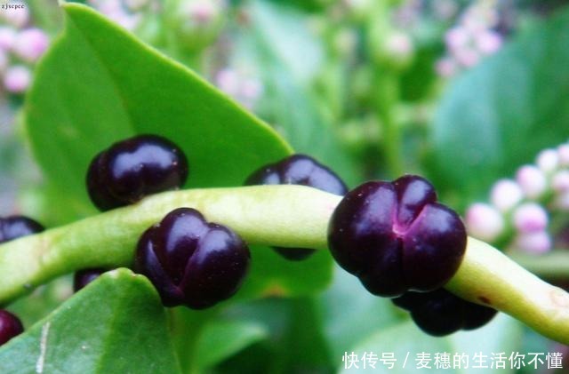 吃起来滑溜溜的这个菜,你喜欢吗!