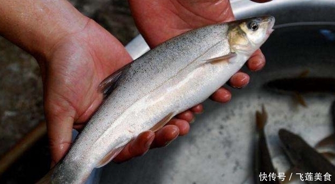 好吃|中国最好吃的四种鱼,全听过就很了不起了,吃过一种就是壕