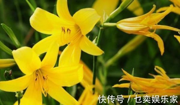 hm2|黄花菜明目安神,滋养皮肤,农民只需掌握一点,收获高产的黄花菜