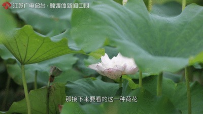 池杉林|一半灿烂嫣红，一半明媚鹅黄！万里挑一的睡莲冠军，这里都能看到